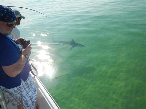 Shark fishing heats up on Panama City Beach! - Last Local Guide Service