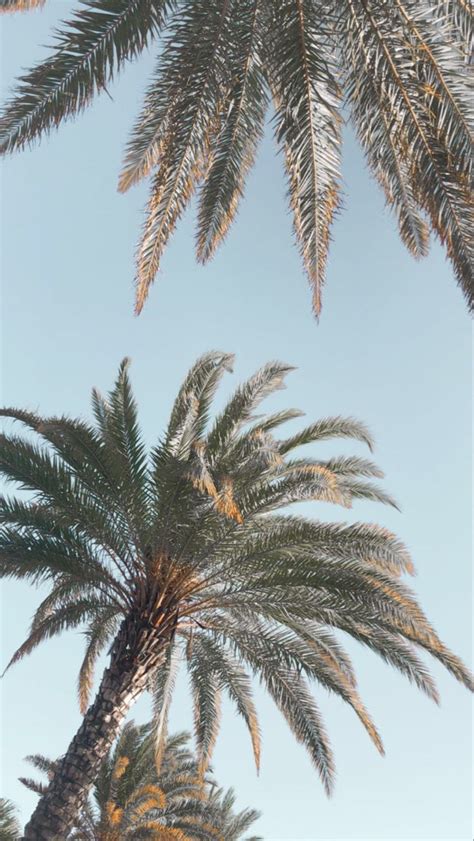 Aesthetic Palm Tree Wallpaper : Aesthetic Backgrounds Palm Tree Trees ...