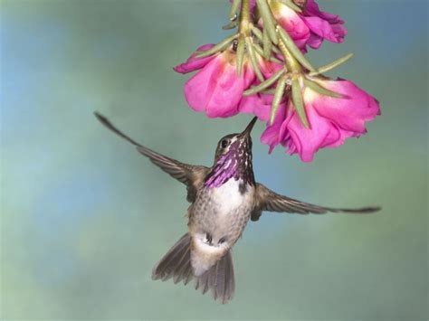 Animated Hummingbird Wallpaper - WallpaperSafari