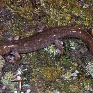 Idaho Giant Salamander Facts and Pictures