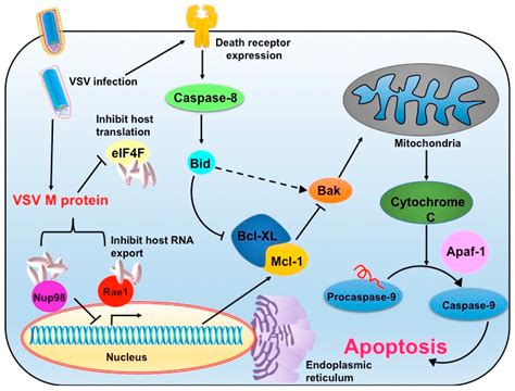 Viruses | Free Full-Text | Oncotargeting by Vesicular Stomatitis Virus ...