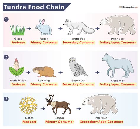 Tundra Food Chain: Examples and Diagram