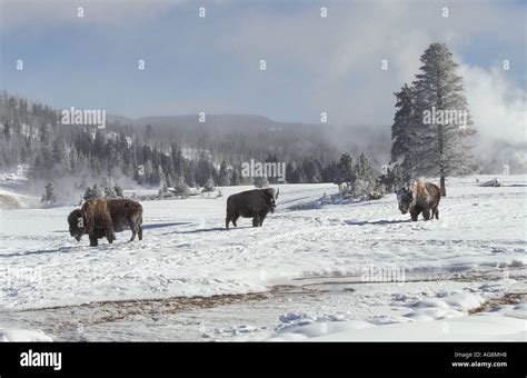 American Bisons, Yellowstone national park, USA / (Bison bison Stock Photo - Alamy