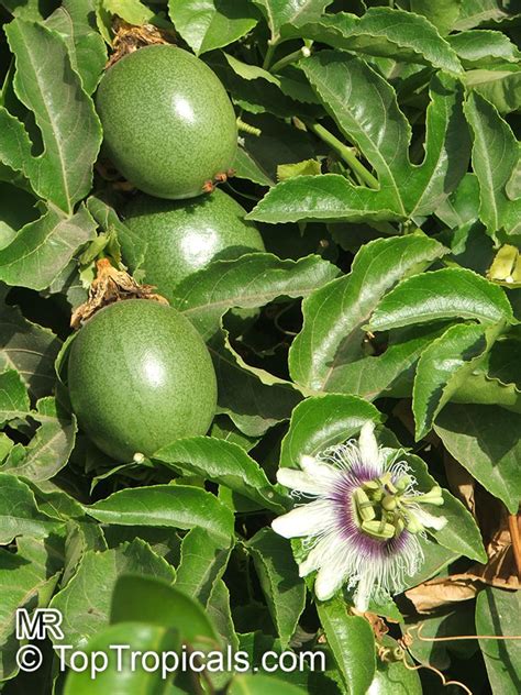 Passiflora edulis, Passion Fruit, Parcha, Maracuya, Granadilla