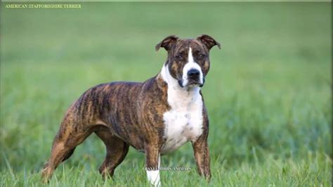 American Stafford-shire Terrier Dog Breed|Travel-Birds-Animals ...