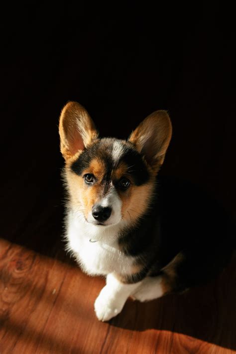 Border Collie Corgi Mix. Is It A Good Dog?