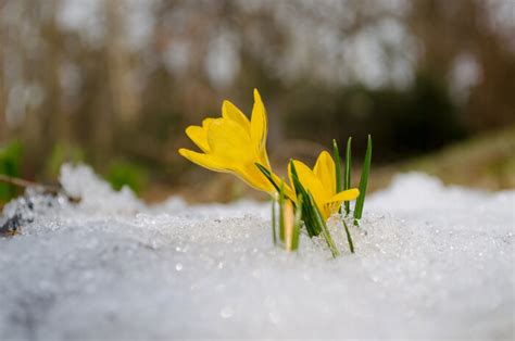 Crocus Flower Meaning - Flower Meaning