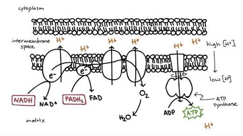 Overview of oxidative phosphorylation. The electron transport chain forms a proton … | Oxidative ...