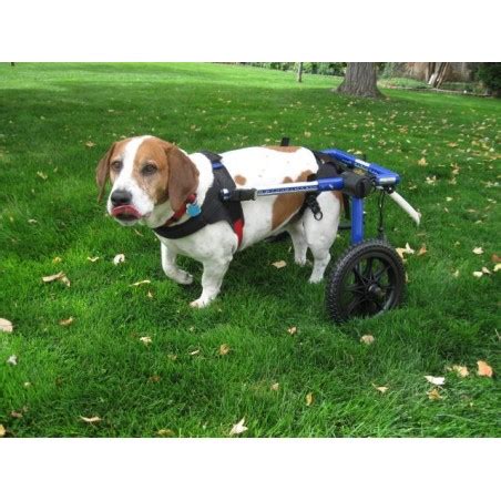 Dog wheelchair rental