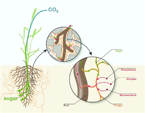 Nutrient exchange during arbuscular mycorrhiza is a two-way route.... | Download Scientific Diagram