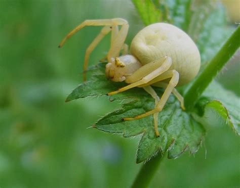 Krabspinnen - SpiderSpotter