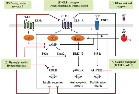 Figure 1 from Molecular mechanisms redirecting the GLP-1 receptor signalling profile in ...