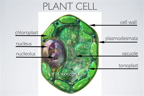 Photosynthesis - Hadi Rawas: January 2012