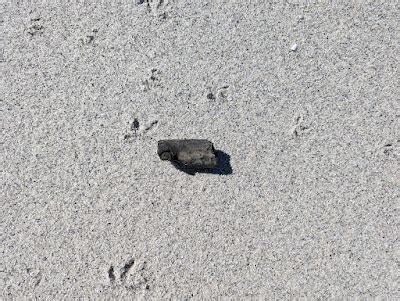 The Coastal Paleontologist: Recent finds from lowcountry waterways - late October 2023