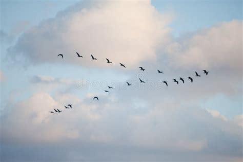 Birds in formation stock photo. Image of geese, birds - 78291016