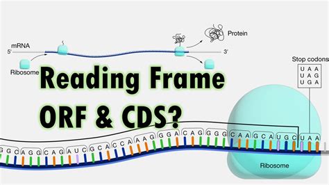 What Is Open Reading Frame In Dna Replication - Infoupdate.org