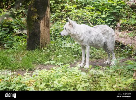 A captive white wolf standing/walking in a large enclosure, habitat ...