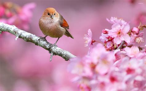 Spring Animal Wallpaper for Desktop (49+ images)