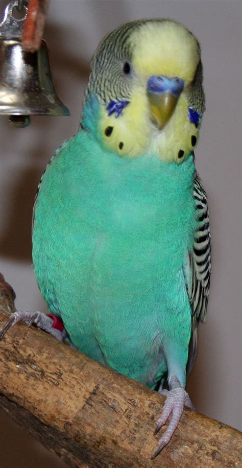 Budgie Parakeet Colors, Varieties, Mutations, Genetics