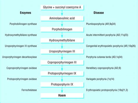 Diagnosis and management of porphyria | The BMJ