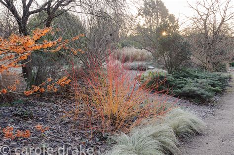 CAROLE DRAKE | Cornus sanguinea 'Anny's Winter Orange' surrounded by ...