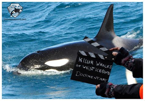 Lionel Davoust > Sur le tournage d’un documentaire à propos des orques