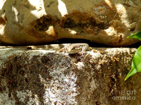 Common lizard Photograph by Stephen Farhall - Pixels