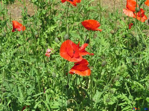 Flowers garden poppy free image - № 37010