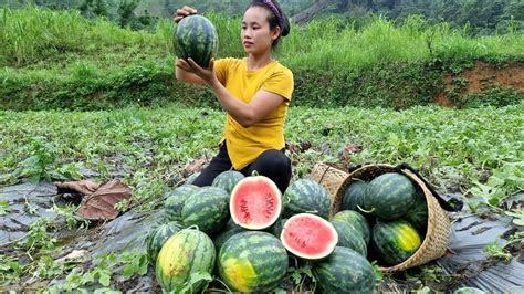 Harvest watermelon garden to sell at the market - cook dog food l Lý ...