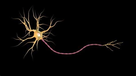 This 3d Animation Overview Human Neuron Stock Footage Video (100% ...