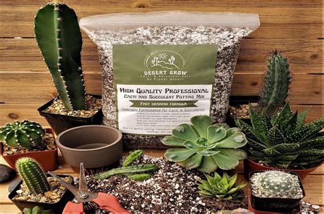 Cactus Soil Guide – Everything You Need to Know – Planet Desert