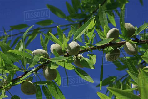 Agriculture - Almond tree branch with a healthy crop of maturing nuts in late Spring / near ...