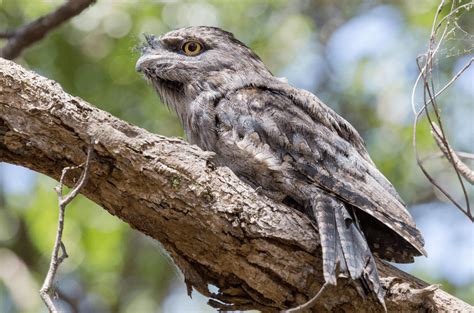 Tawny Frogmouth - Facts, Diet & Habitat Information