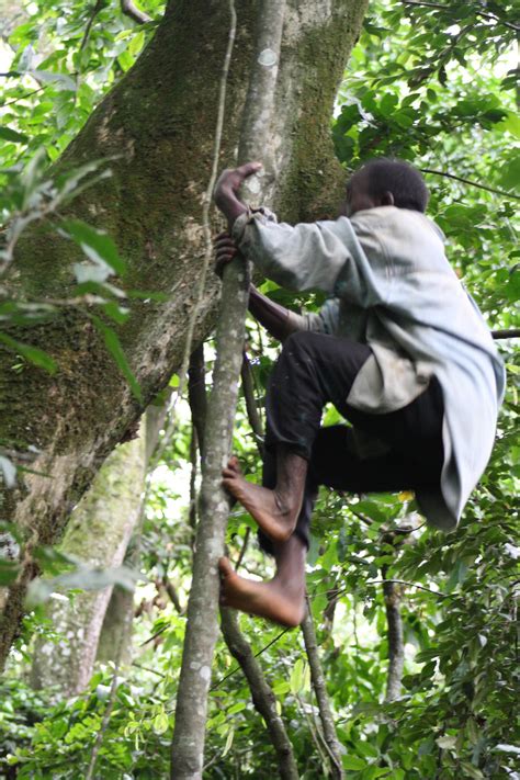 Tree-climbing tribe provides new ideas about human evolution - The Boston Globe