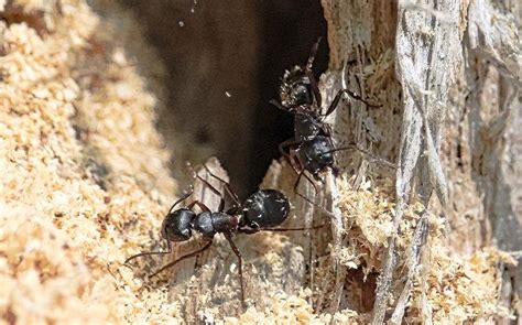 Blog - What Does Carpenter Ant Damage Look Like?