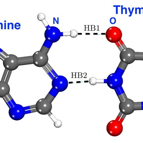 draw the hydrogen bonds between thymine and adenine ...