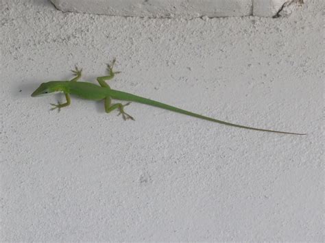 Urban Lizards Like It Hot (and Their Genes May Tell Us Why) – Anole Annals