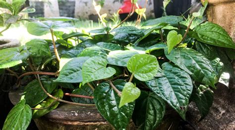 Medicinal Properties Of Betel Leaves and Tips On How To Grow Them ...