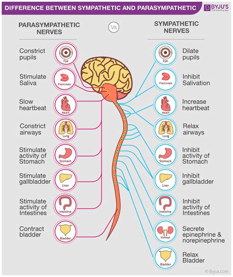 Differences Between Sympathetic And Parasympathetic Nervous System