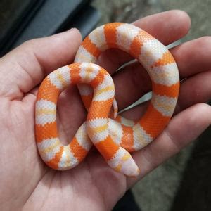 How to Care for Milk Snakes - The Critter Depot