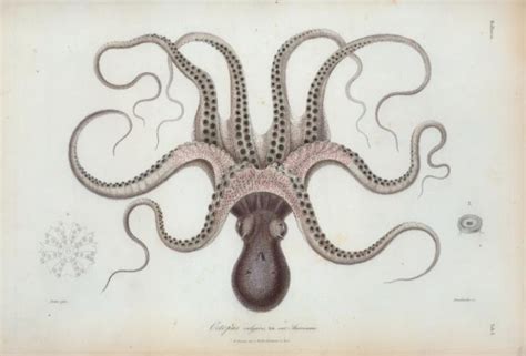 :: vintage octopus illustration | INK | Pinterest