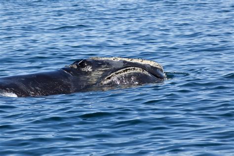 Baleine noire de l'Atlantique Nord : faits, enjeux, actions | WWF.CA