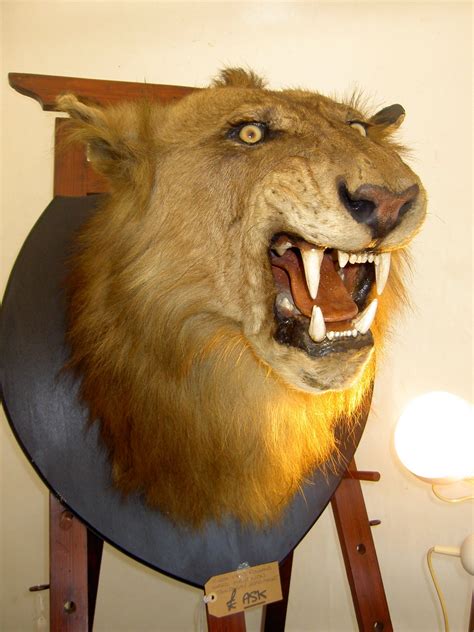 African Male Lion head mount, Van Ingen Taxidermy Male Lion, Lion Head ...