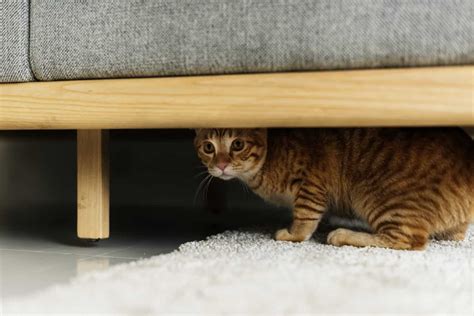 Why does my cat sit under the couch? – Kitty Cat Tips