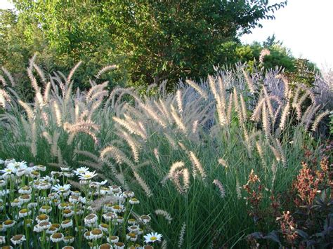 25 Best Fall Flowers and Plants for an Autumn Garden | HGTV