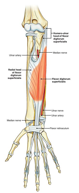 Flexor Digitorum Superficialis – Earth's Lab