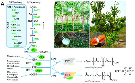 Biosynthesis of natural rubber and trans-polyisoprene and the related... | Download Scientific ...