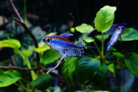 Congo tetras and rainbowfish.. Tropical Tanks, Tropical Fish, Aquarium Videos, Fish Varieties ...