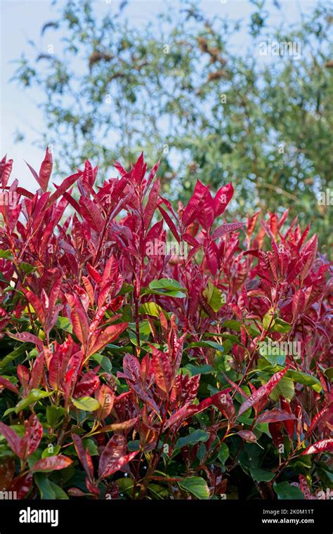 Photinia - red robin - hedge Stock Photo - Alamy