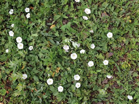 Morning Glory Weed Control - Getting Rid Of Morning Glory Weeds In Gardens | Gardening Know How